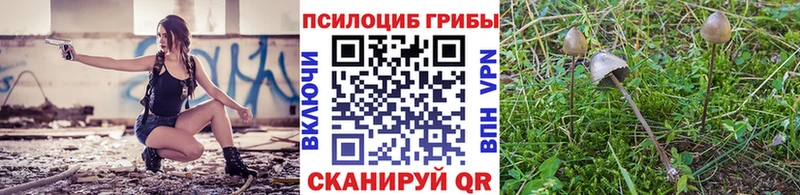МЕГА как зайти  цены наркотик  Кашира  Псилоцибиновые грибы мицелий 